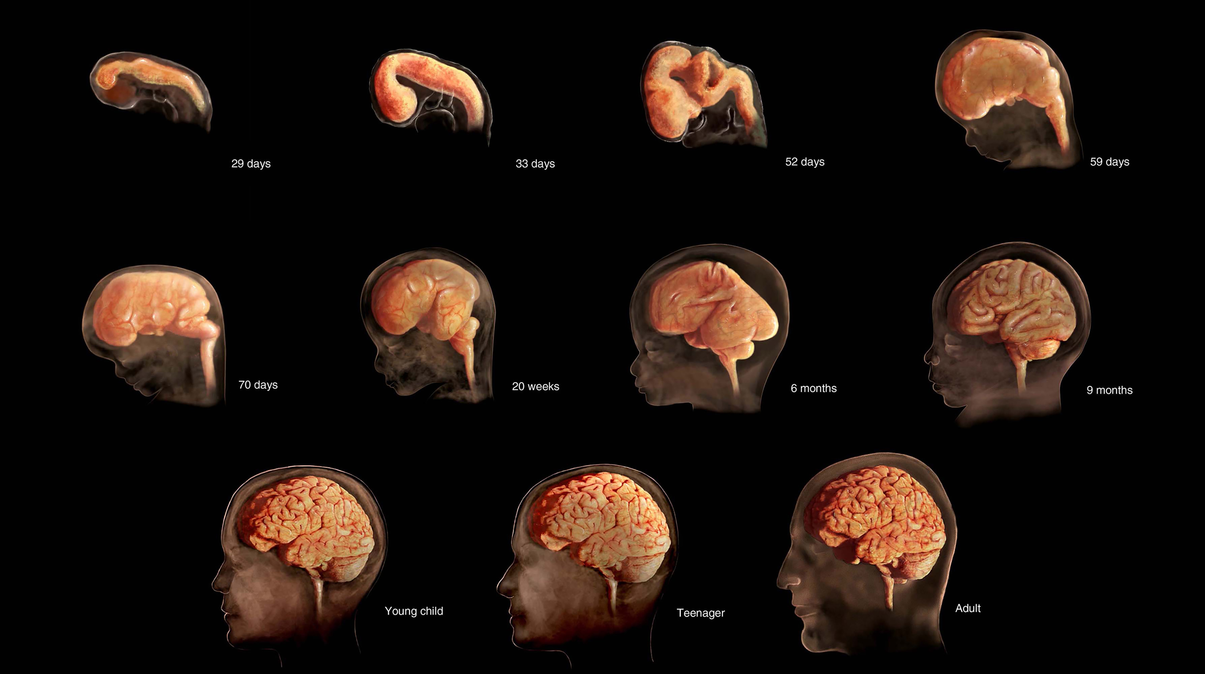 Brain Development Project