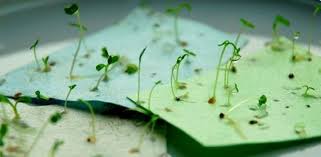 Seedling Paper Project